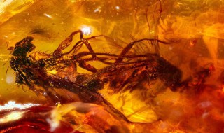 自己如何做琥珀 做琥珀方法