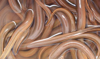 养黄鳝的方法 这些养殖方式最常见