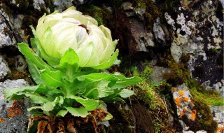 雪莲花泡酒的方法 雪莲花泡酒的配方做法