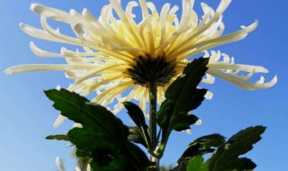 九月菊的养殖方法 九月菊的养殖方法介绍