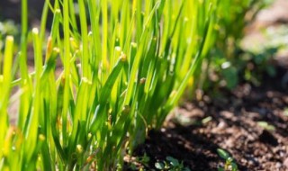 韭菜种植的方法 韭菜种植的条件介绍