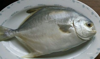 金昌鱼怎么做 清蒸金昌鱼做法