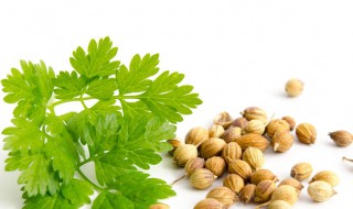 香菜种子催芽方法 这四种方法出芽率都很高