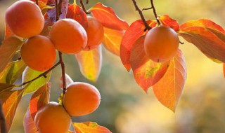 梦见吃柿子是什么意思 梦见吃柿子好不好代表什么