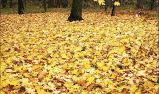 落叶像什么写句子 可以怎么仿写句子