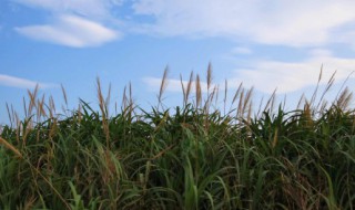 秋天天冷的说说发朋友圈 秋天突然变冷的句子唯美