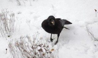 乌鸦在古代诗歌中的寓意 关于乌鸦的古诗