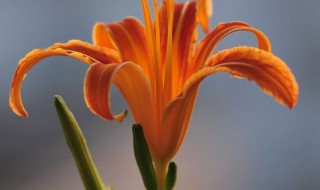 金针花怎么做好吃 做金针花的方法