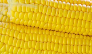 玉米可以冷冻保存吗 可以冷冻保存