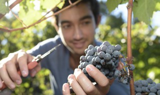 葡萄可以冷冻保存吗 短时间冷藏一下吃起来更爽