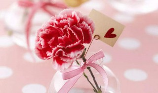 花语代表友谊的花 花语代表友谊的花有哪些