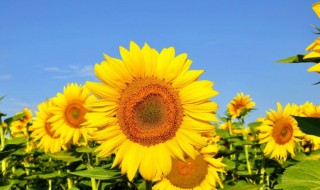 代表开心的花 表达开心的花有哪些