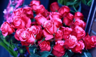 10种象征爱情的花 哪些花象征爱情