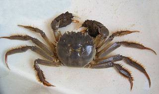 怎么处理大闸蟹 怎么清洗大闸蟹