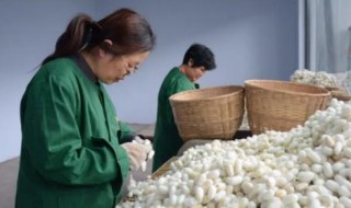 抽丝剥茧的意思是什么 有关抽丝剥茧的出处