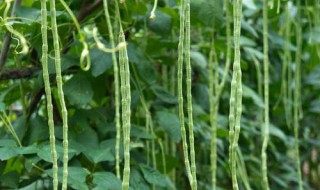 豇豆籽播种前如何处理 播种前如何处理豇豆籽