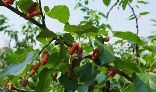 前不栽桑后不栽柳的意思 前不栽桑后不栽柳的意思简述