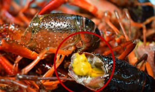 龙虾尾黄黄的东西要不要洗干净 吃了有什么后果呢