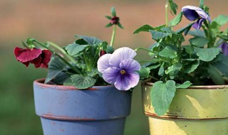 怎么处理植物积水 处理植物积水的方法