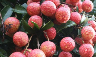 荔枝多怎么处理 保存荔枝的方法