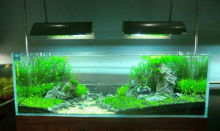 鱼缸白霉怎么处理 鱼缸白霉怎么办