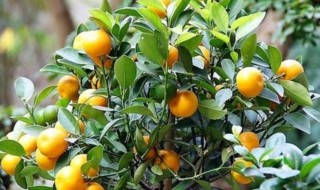 金桔开花期可以施肥吗 金桔开花期间施什么肥