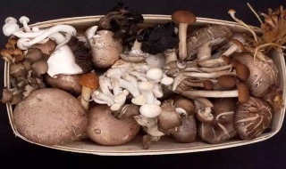 在家里种蘑菇什么季节合适 什么季节可以种植菌