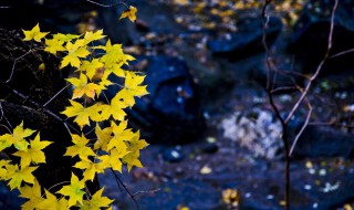 空山新雨后天气晚来秋的意思 空山新雨后天气晚来秋原文及译文
