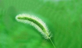 狗尾巴草的故事 故事讲了什么