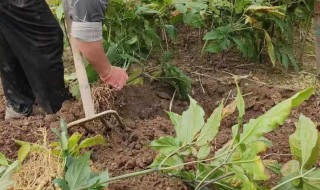 人参除草方法 人参除草方法是什么