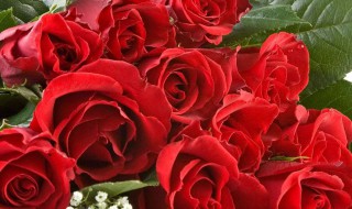 玫瑰花瓣腌制方法 玫瑰花瓣腌制方法简述