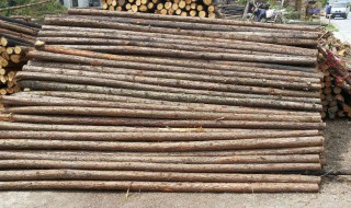 杉木怎么做防裂 杉木防裂方法