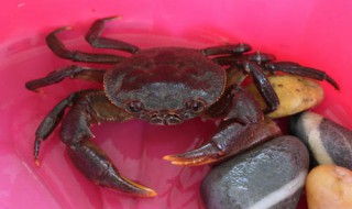 迷你小螃蟹怎么清洗处理 小螃蟹需要怎么清洗好