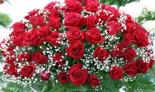 照顾玫瑰的方法 照顾玫瑰的方法介绍