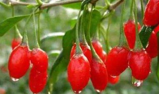 存放枸杞的方法 保存枸杞的2种方法