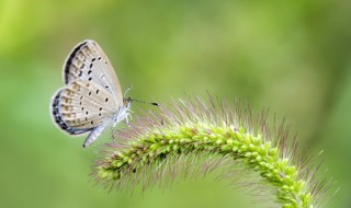 狗尾巴草励志语录 微不足道的小草也有自己的骄傲