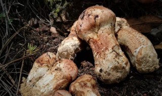 新鲜松茸的保存方法 新鲜松茸的储存方法