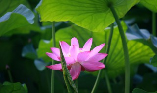 关于荷花的古诗词 荷花的古诗词推荐