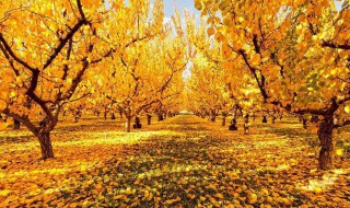 秋天景色的词语 秋天景色的词语精选