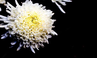 关于菊花的诗 关于菊花的诗列述