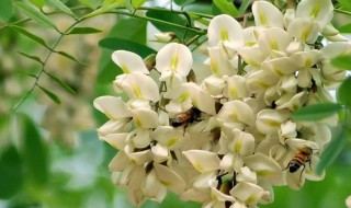 槐花怎样储存 如何保存槐花