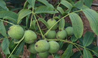 怎样储存嫁穗 储存嫁穗的方法