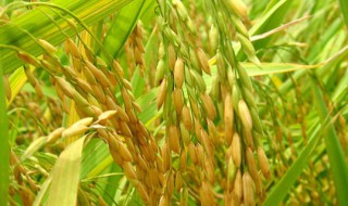 怎样储存稻谷 稻谷应该怎么保存呢