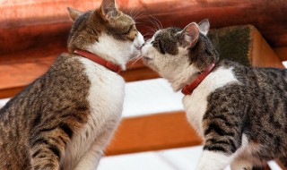 关于猫的文艺句子 猫文艺的话