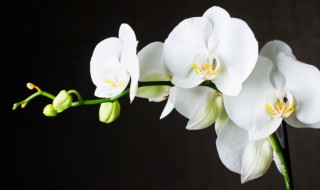 岸芷汀兰是什么意思 岸芷汀兰的意思