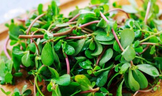 怎样储存马齿苋 如何保存马齿苋