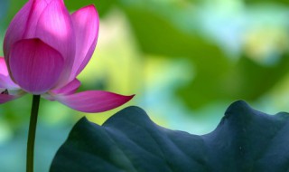 荷叶圆圆课文原文 关于荷叶圆圆课文原文