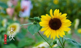 末伏2021年是几月几号 2021年末伏是几月几号