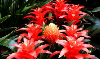 鸿运当头开完花怎么处理 鸿运当头开完花的处理方法