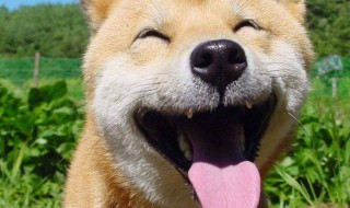 史上最经典爆笑笑话 史上最经典爆笑笑话有哪些